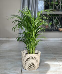 Indoor Plants In Decorative Pots